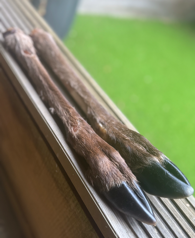 Deer leg
